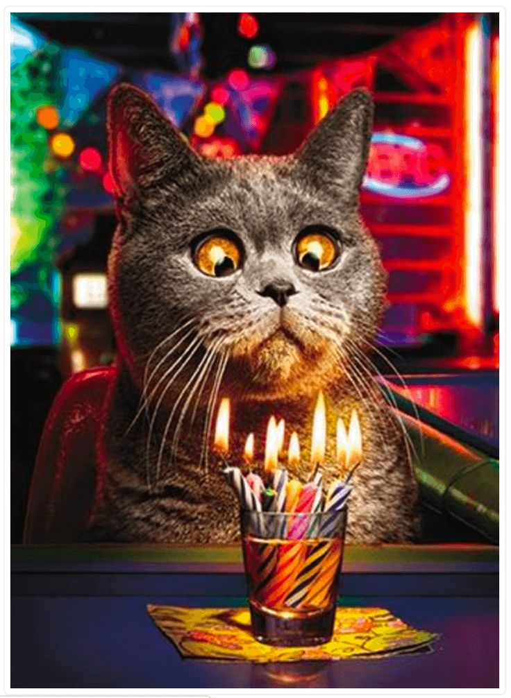 Make A Wish Funny Cat Birthday Card Cat Birthday Greetings Cat 