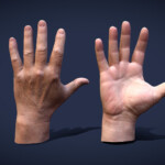 Male Hands Buy Royalty Free 3D Model By Lassi Kaukonen thesidekick