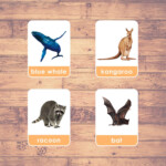 MAMMAL ANIMALS Flashcards Montessori Educational Learning