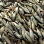 Mekong River Fish Migrations Feed Millions But Is It Sustainable