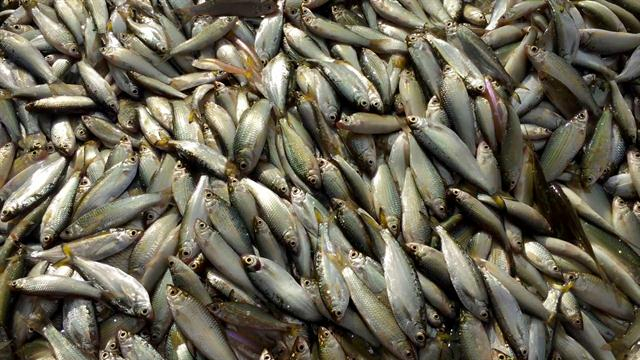 Mekong River Fish Migrations Feed Millions But Is It Sustainable 