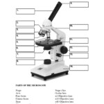 Microscope Parts And Use Worksheet Db excel