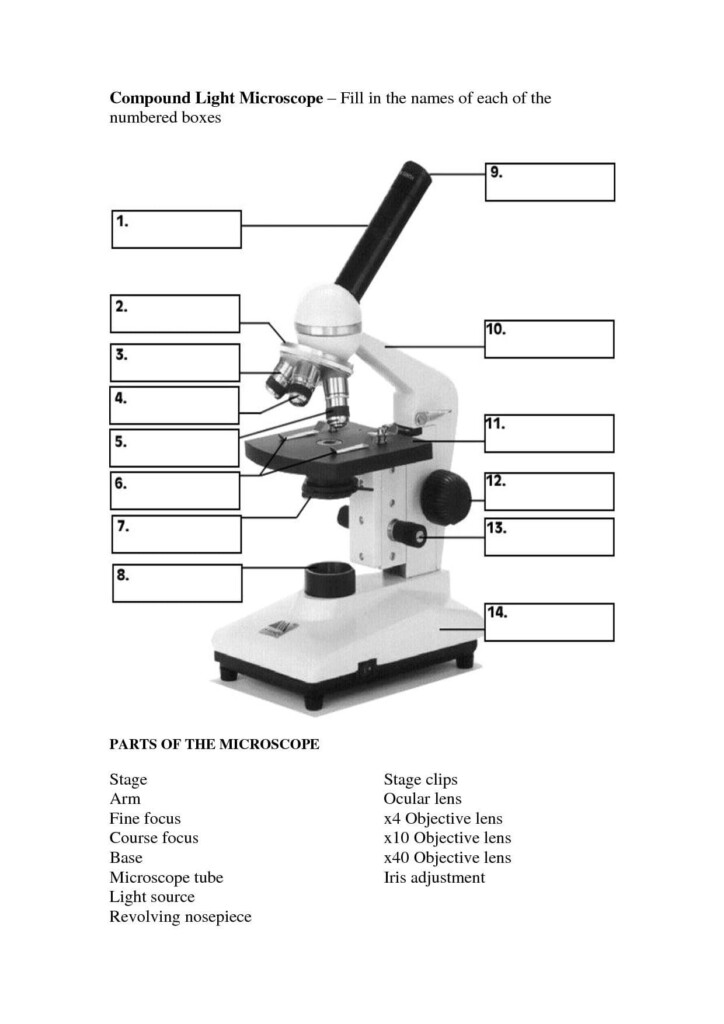 Microscope Parts And Use Worksheet Db excel