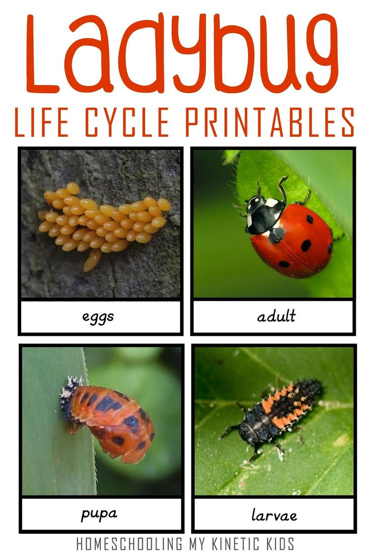 Montessori Inspired Ladybug Life Cycle 3 Part Cards Ladybug Life