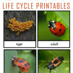 Montessori Inspired Ladybug Life Cycle 3 Part Cards Ladybug Life