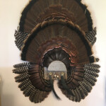 My Turkey Fan Mount Turkey Fan Halloween Wreath Fan