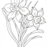 Narcissus Coloring Pages To Download And Print For Free