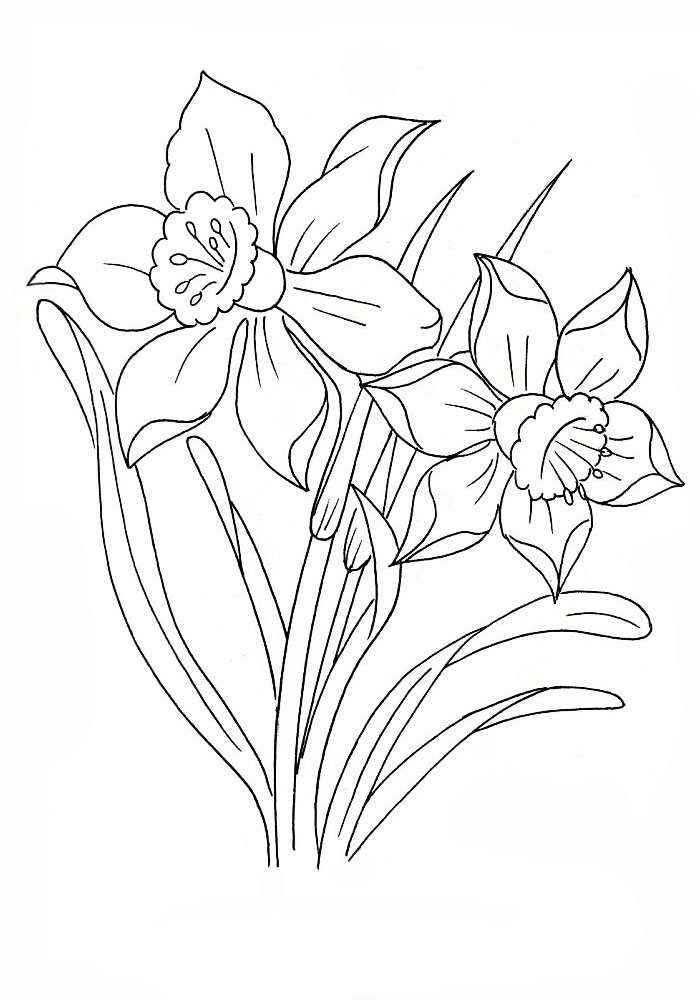 Narcissus Coloring Pages To Download And Print For Free