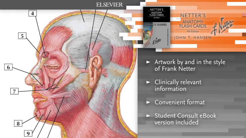 Netter s Anatomy Flash Cards 4th Edition YouTube