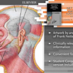 Netter s Anatomy Flash Cards 4th Edition YouTube