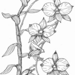 Orchid Coloring Pages To Download And Print For Free