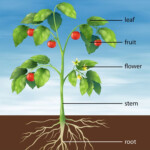 Parts Of A Tomato Plant Royalty Free Vector Image Tomato Plants