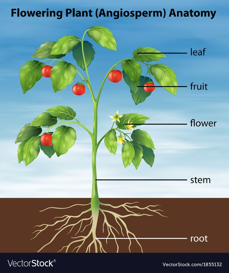 Parts Of A Tomato Plant Royalty Free Vector Image Tomato Plants