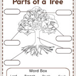 Parts Of A Tree Worksheet Cool2bKids