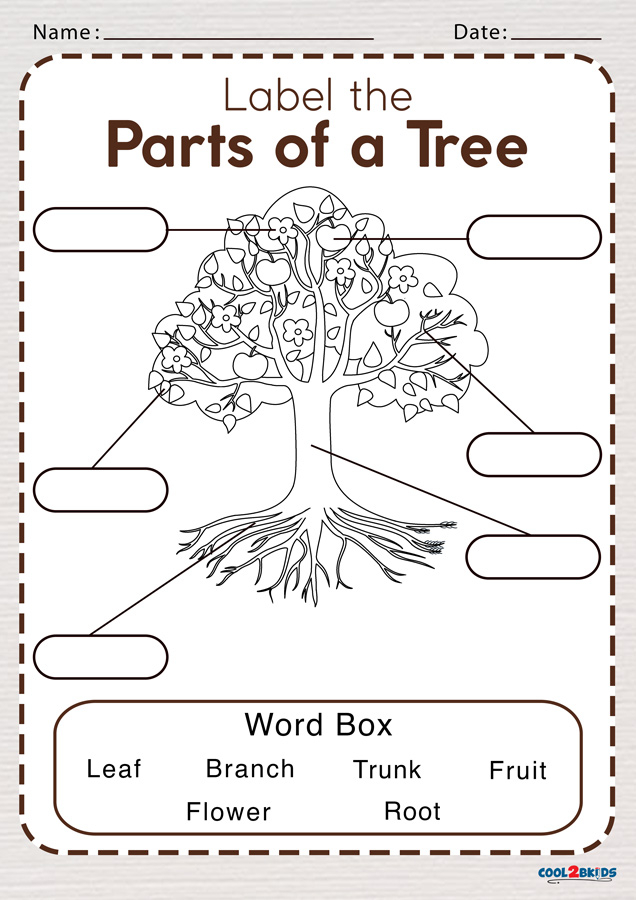 Parts Of A Tree Worksheet Cool2bKids