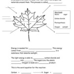 Photosynthesis Worksheet Teaching Resources Photosynthesis