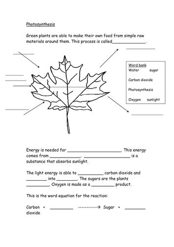 Photosynthesis Worksheet Teaching Resources Photosynthesis 