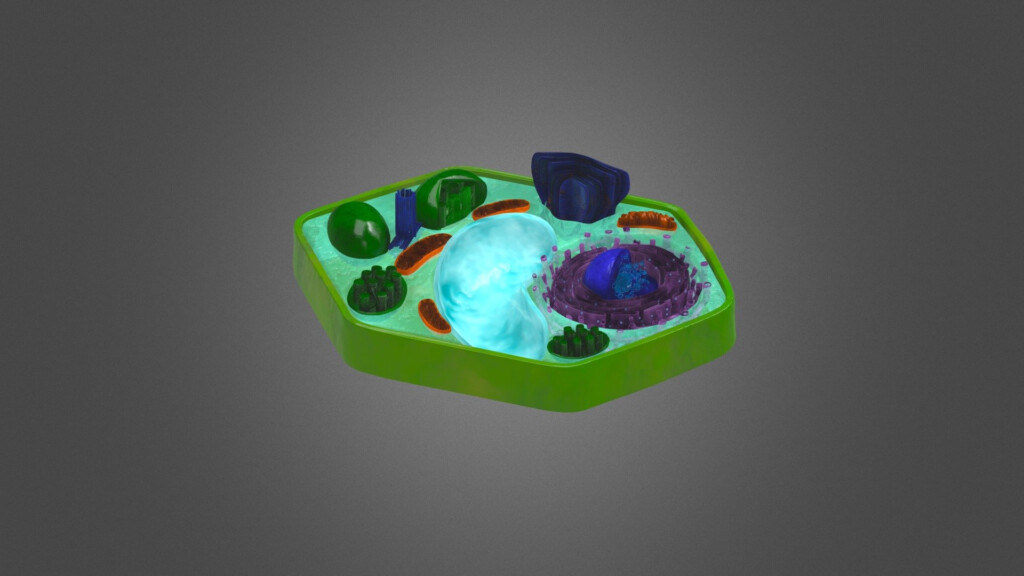 Plant Cell Organelles Download Free 3D Model By CVallance 