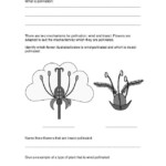 Plant Reproduction Worksheet Graphing Inequalities Worksheets