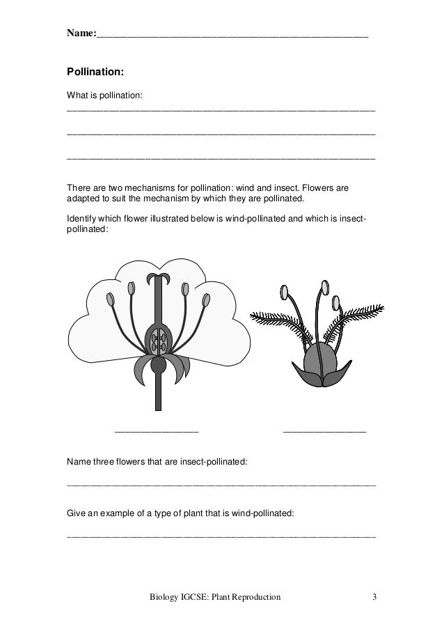 Plant Reproduction Worksheet Graphing Inequalities Worksheets 