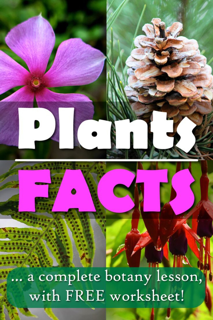 Plants Facts For Kids Students With FREE Printable Plants Worksheet 