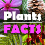 Plants Facts For Kids Students With FREE Printable Plants Worksheet