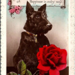 Postcard Scottish Terrier Dog Scottie Happy Birthday England York