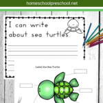 Preschool Sea Turtle Life Cycle Printable Unit Study Turtle Life