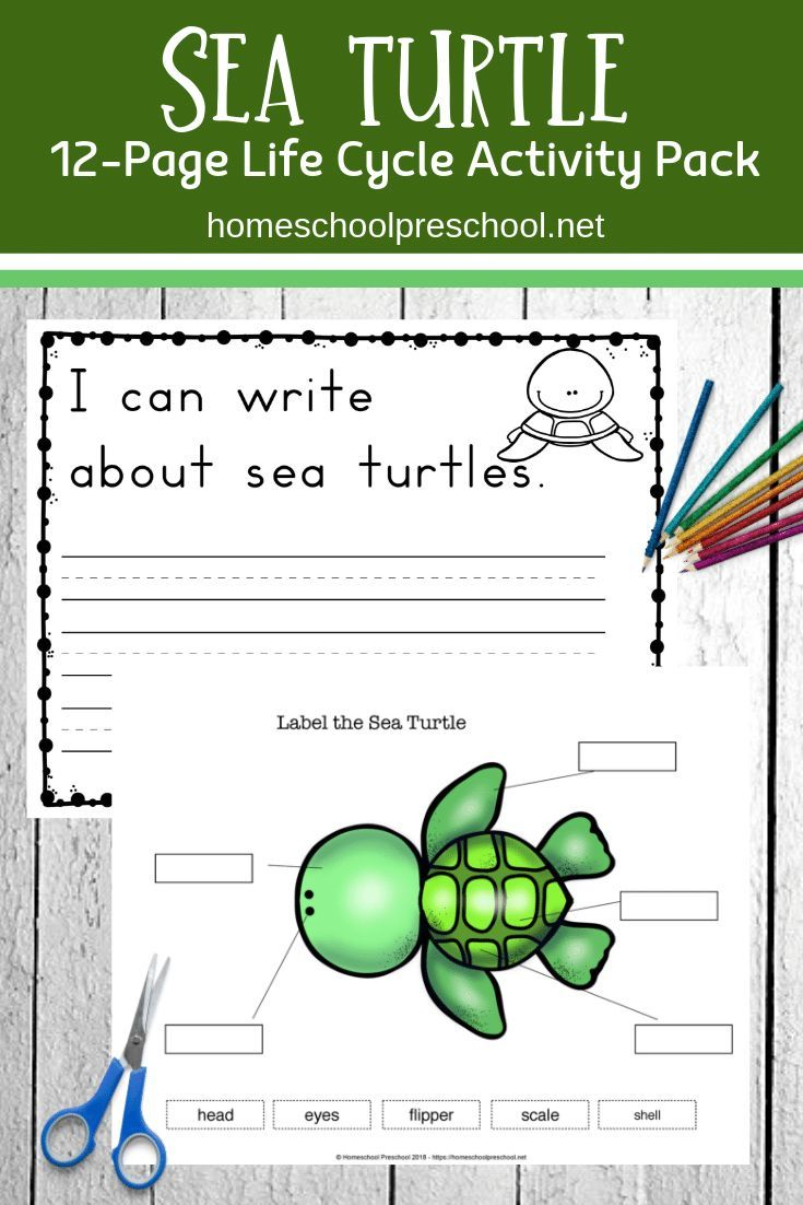 Preschool Sea Turtle Life Cycle Printable Unit Study Turtle Life