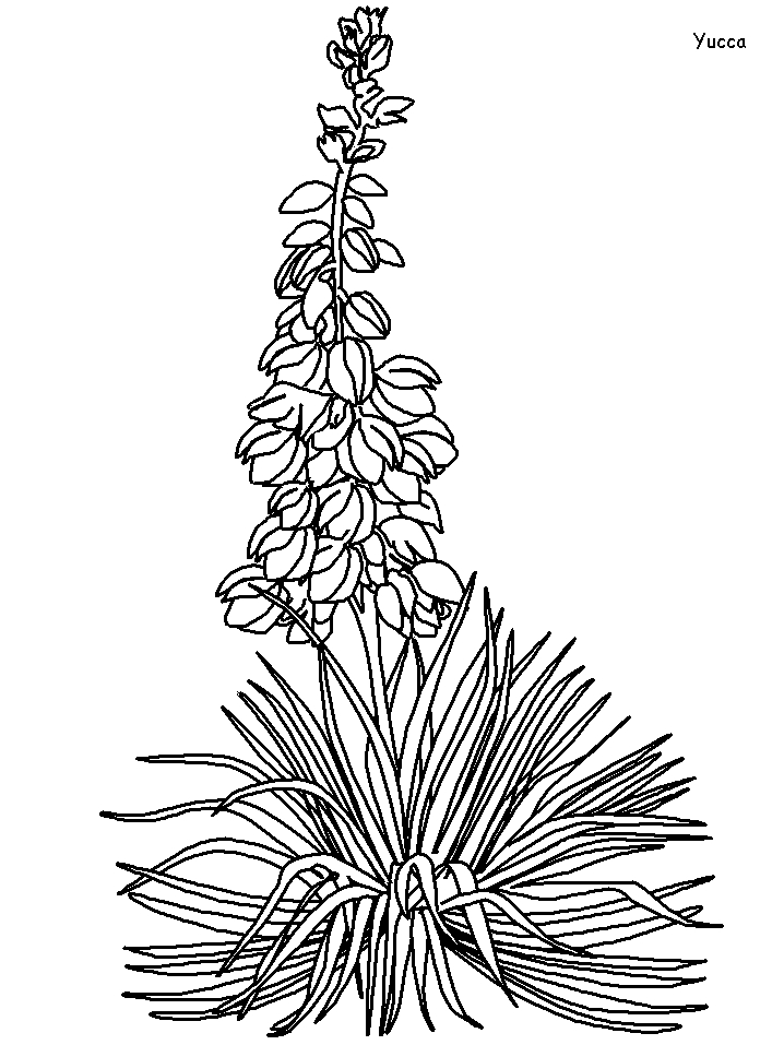 Printable Yucca Flowers Coloring Pages Coloringpagebook