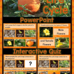 Pumpkin Life Cycle PowerPoint W Real Photos Interactive Quiz