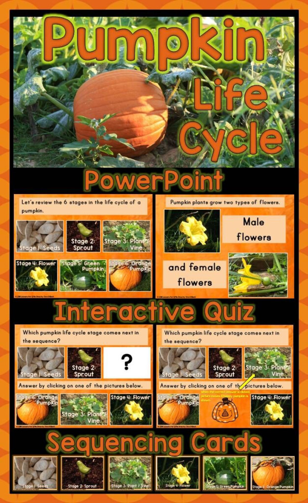 Pumpkin Life Cycle PowerPoint W Real Photos Interactive Quiz 