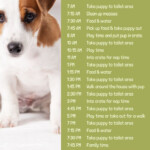 Puppy Training Tips Puppy Training Schedule Puppy Training Puppy