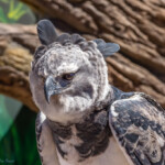 Rare Beauty Male Harpy Eagle The San Diego Zoo Is The On Flickr