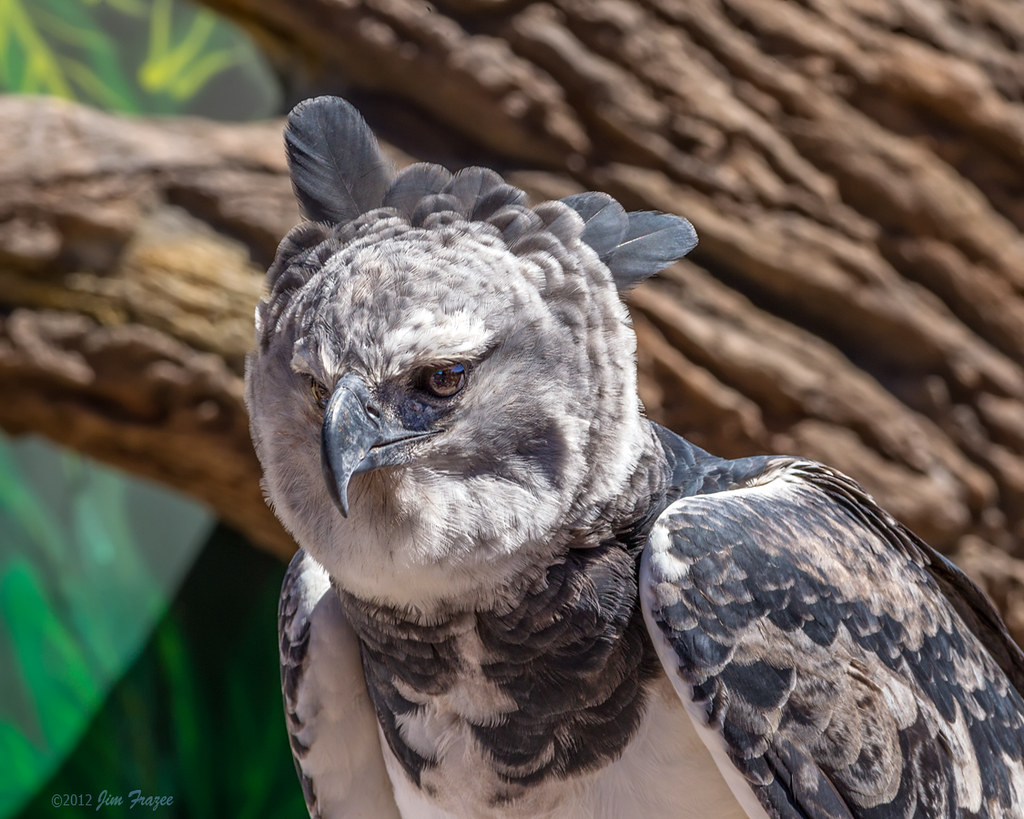 Rare Beauty Male Harpy Eagle The San Diego Zoo Is The On Flickr