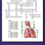 Respiratory System Crossword Puzzle Respiratory System Respiratory