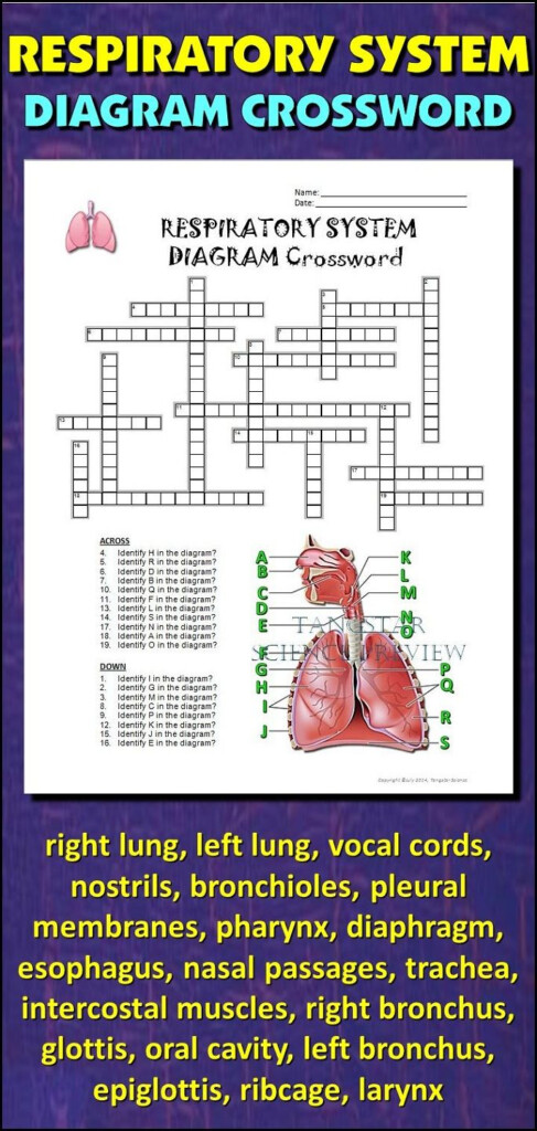 Respiratory System Crossword Puzzle Respiratory System Respiratory 