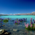 Russell Lupins In Lake Tekapo NZ Lake Tekapo Is The Second Flickr