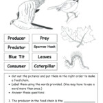 Science Food Chain Worksheets Cortexcolorco Db excel