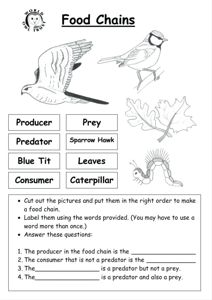 Science Food Chain Worksheets Cortexcolorco Db excel