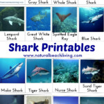 Shark Activities For Kids Free Printables Natural Beach Living