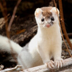 Short tailed Weasel Mustela Erminea The Short tailed Wea Flickr