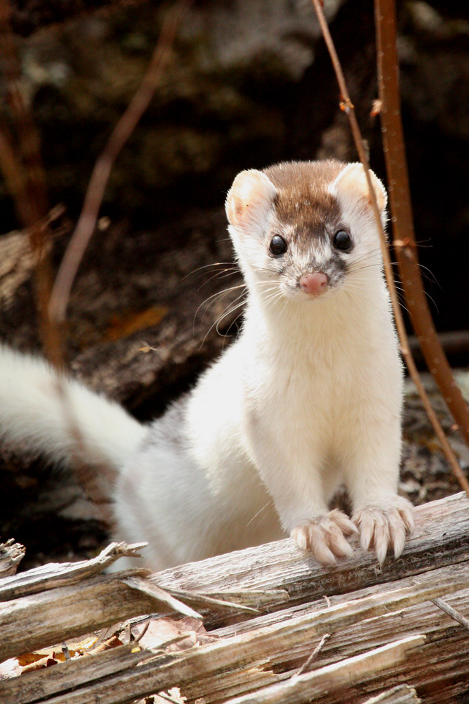 Short tailed Weasel Mustela Erminea The Short tailed Wea Flickr