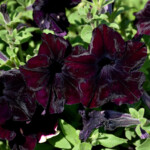 Sophistica Blackberry Petunia Petunia Sophistica Blackberry In