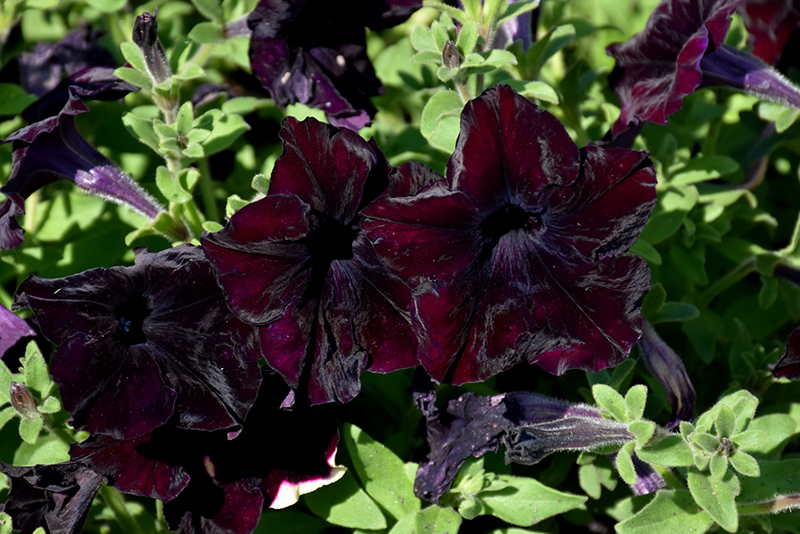 Sophistica Blackberry Petunia Petunia Sophistica Blackberry In 