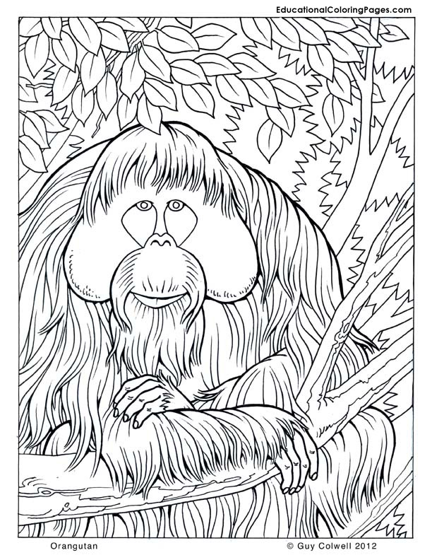 Trees Coloring Pages Educational Fun Kids Coloring Pages And 