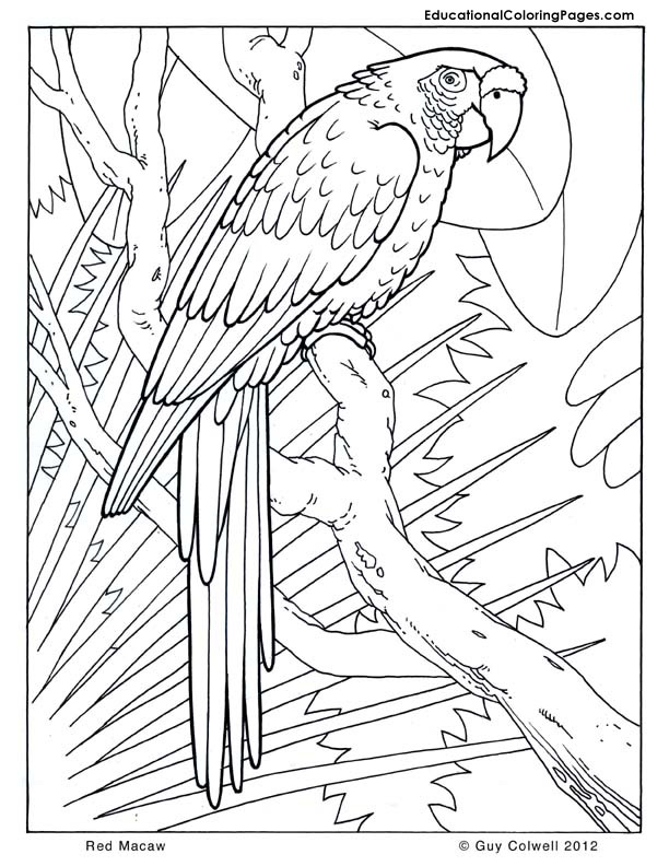 Trees Coloring Pages Educational Fun Kids Coloring Pages And 