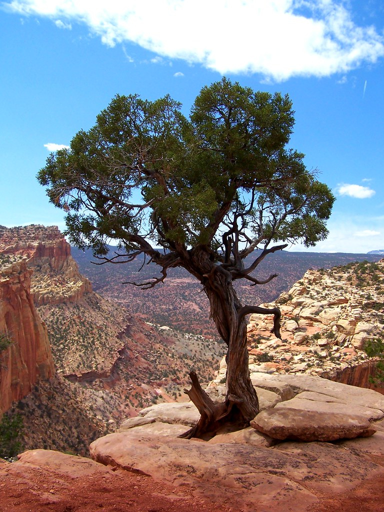 UTAH JUNIPER A Gnarled Utah Juniper Juniperus Osteosperma Flickr