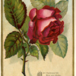 Victorian Images Beautiful Red Rose The Graphics Fairy