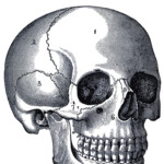Vintage Anatomy Skull Image The Graphics Fairy